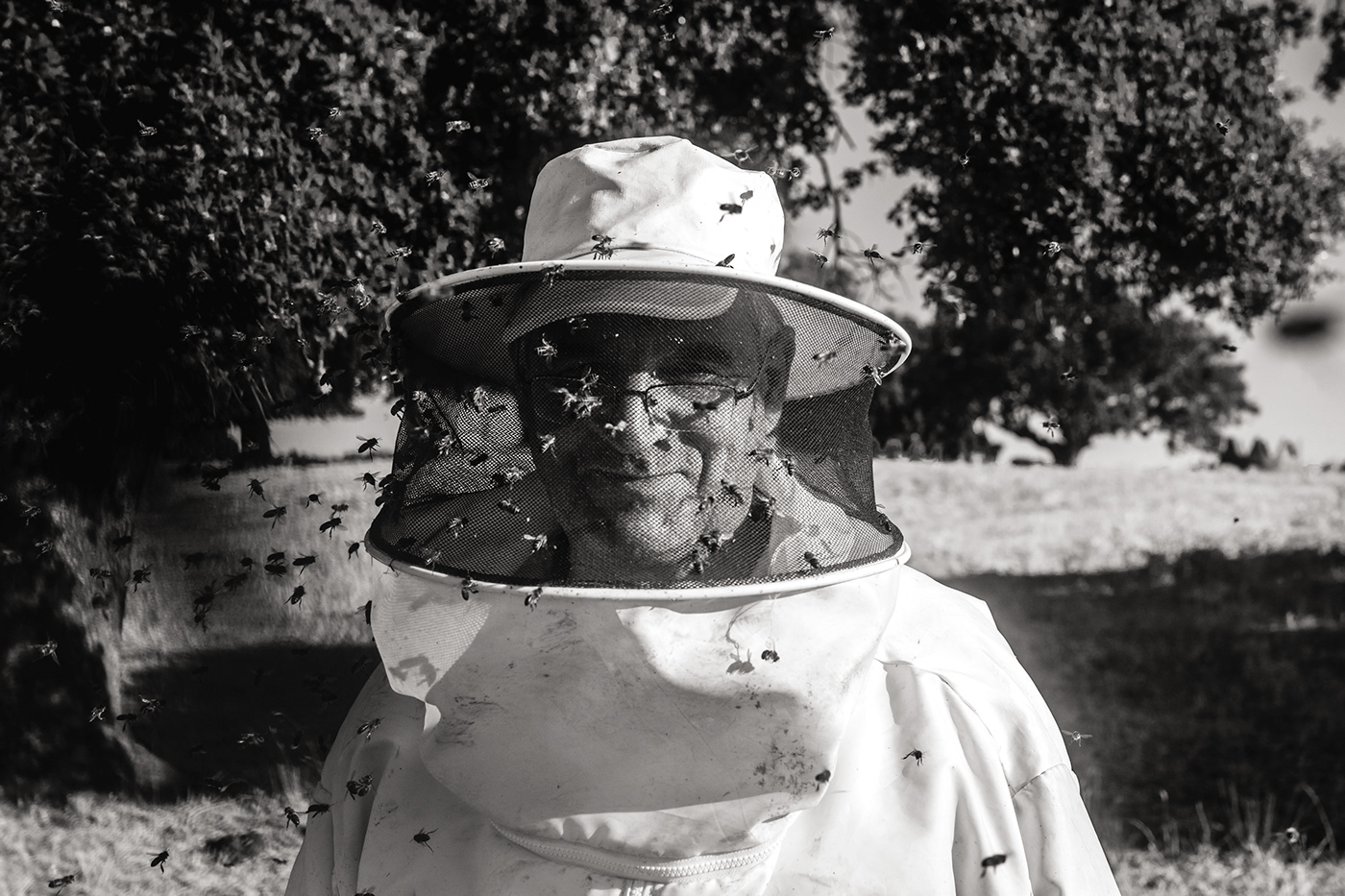 bee Abeja apicultura beekeeping honey miel asier azabal sweet Dulce photo