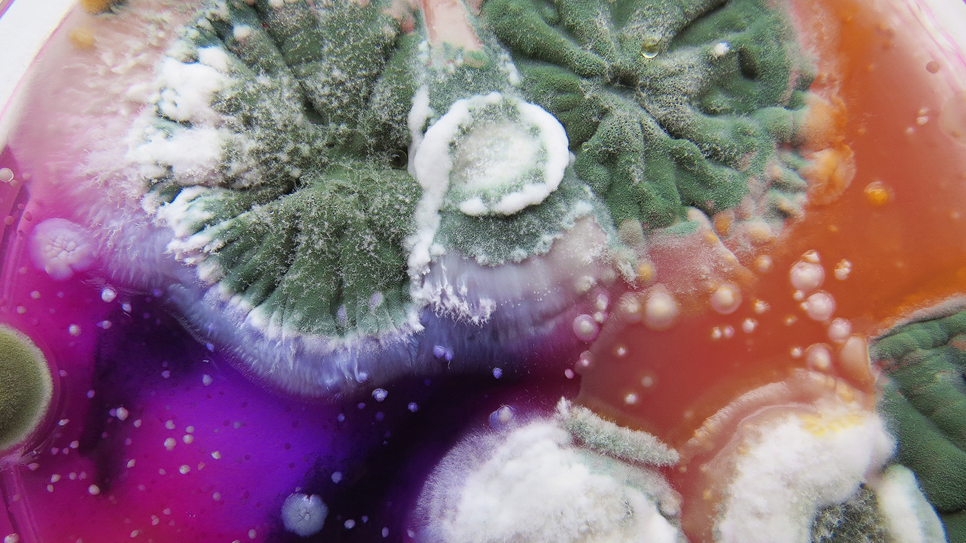 bioart mold art petridish textures microbiology pgotography details colonies Fungi