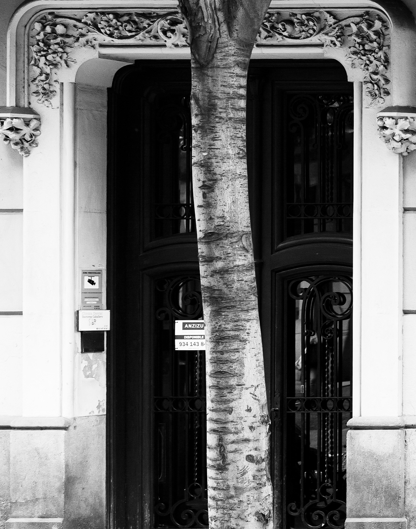 arbol barcelona catalunya eixample españa europa hierro puerta urbano