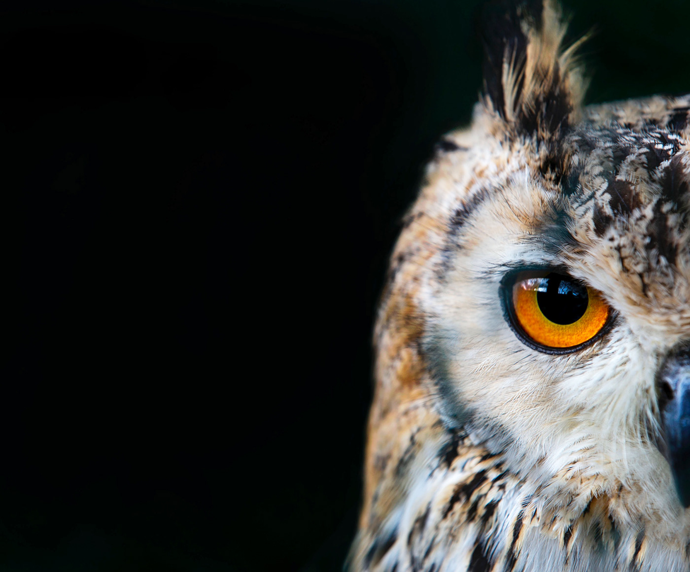 owl Nature eagle owl eye natural portrait colour