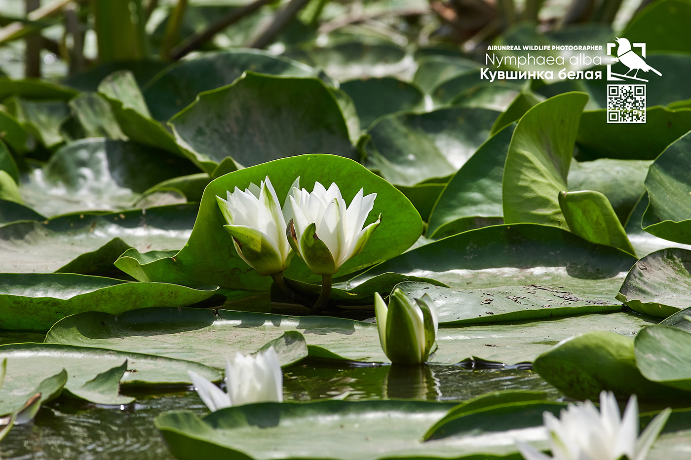 Nymphaea alba astrakhan Russia wildlife flower water lily White water lily