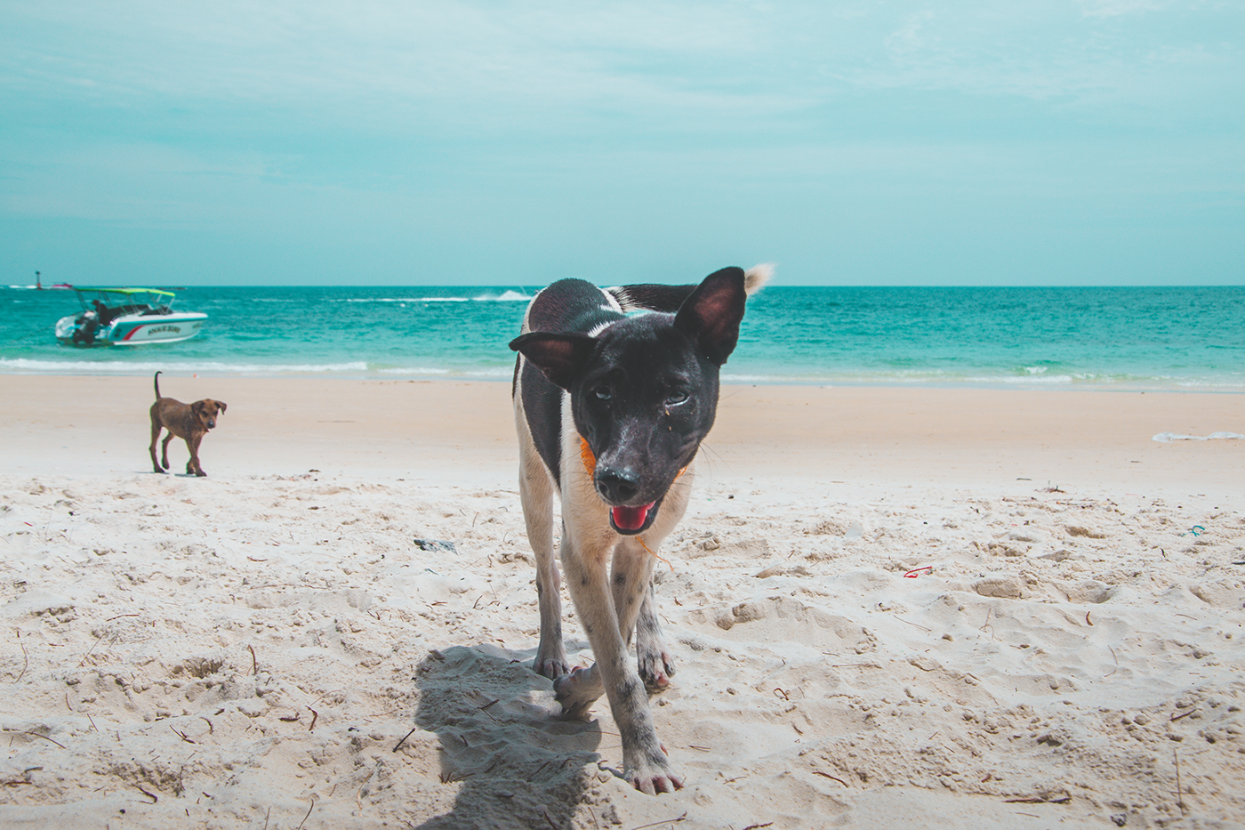 Thailand kohsamed getaway Travel Island Tropical beach dogs sunset