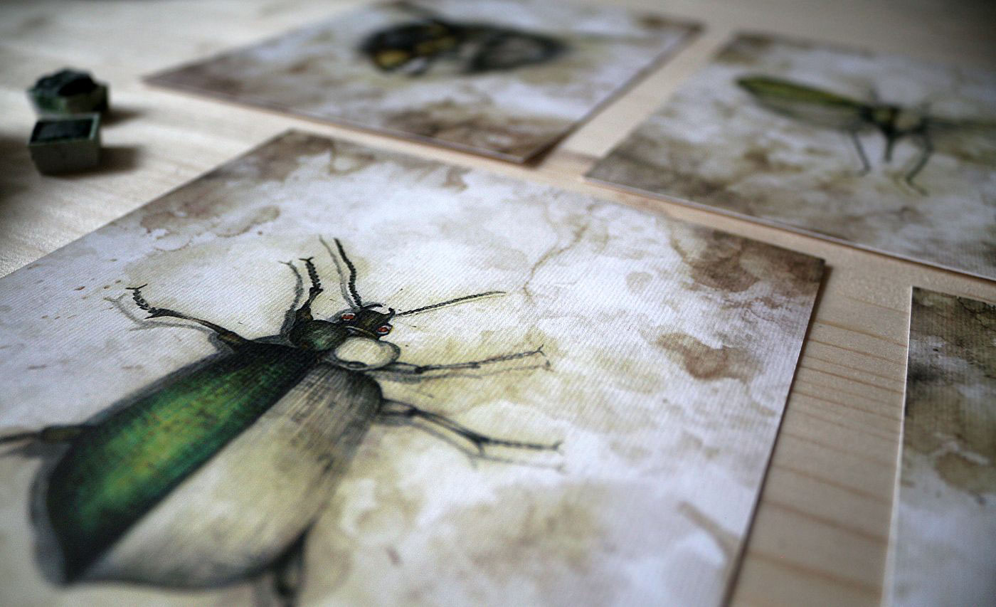 bug drawings hand draw portrait dragonfly wings claws wasp Nature insect macro pencil color close up crawlers