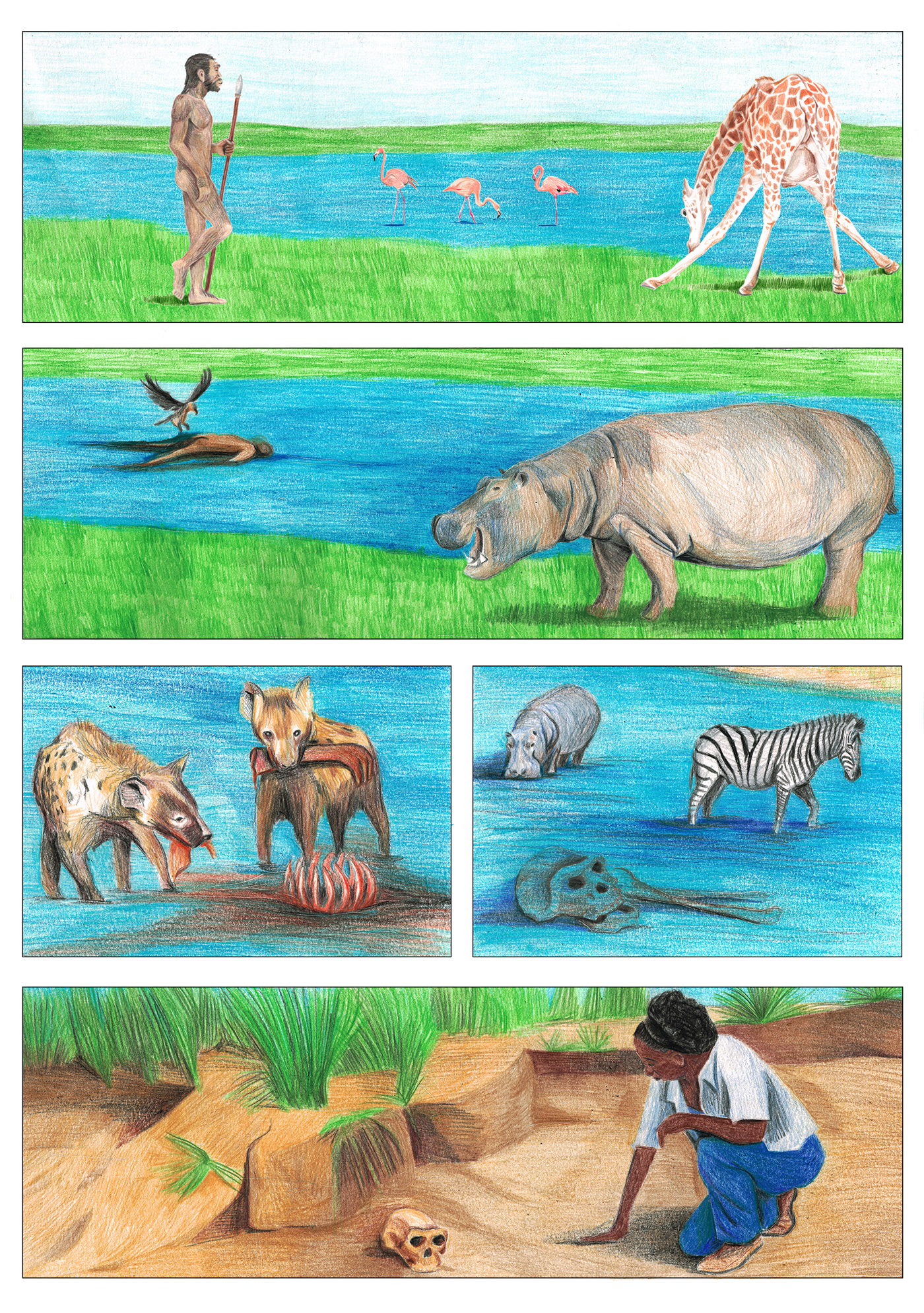 animal animals antropology archaeology colored pencils ILLUSTRATION  scientific illustration