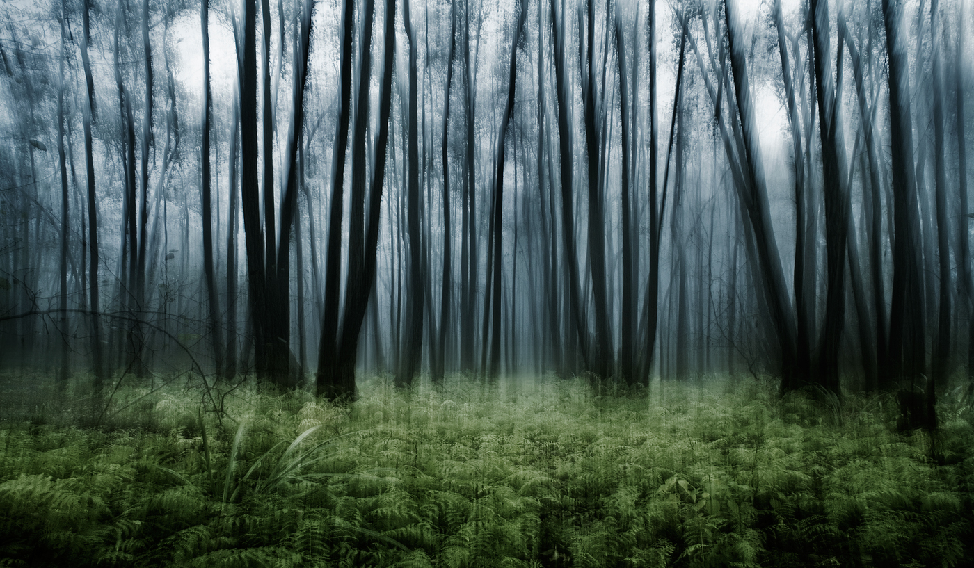 wood Nature Landscape abstract motion trees contemporary fine art analog fog mist flow movement forest art