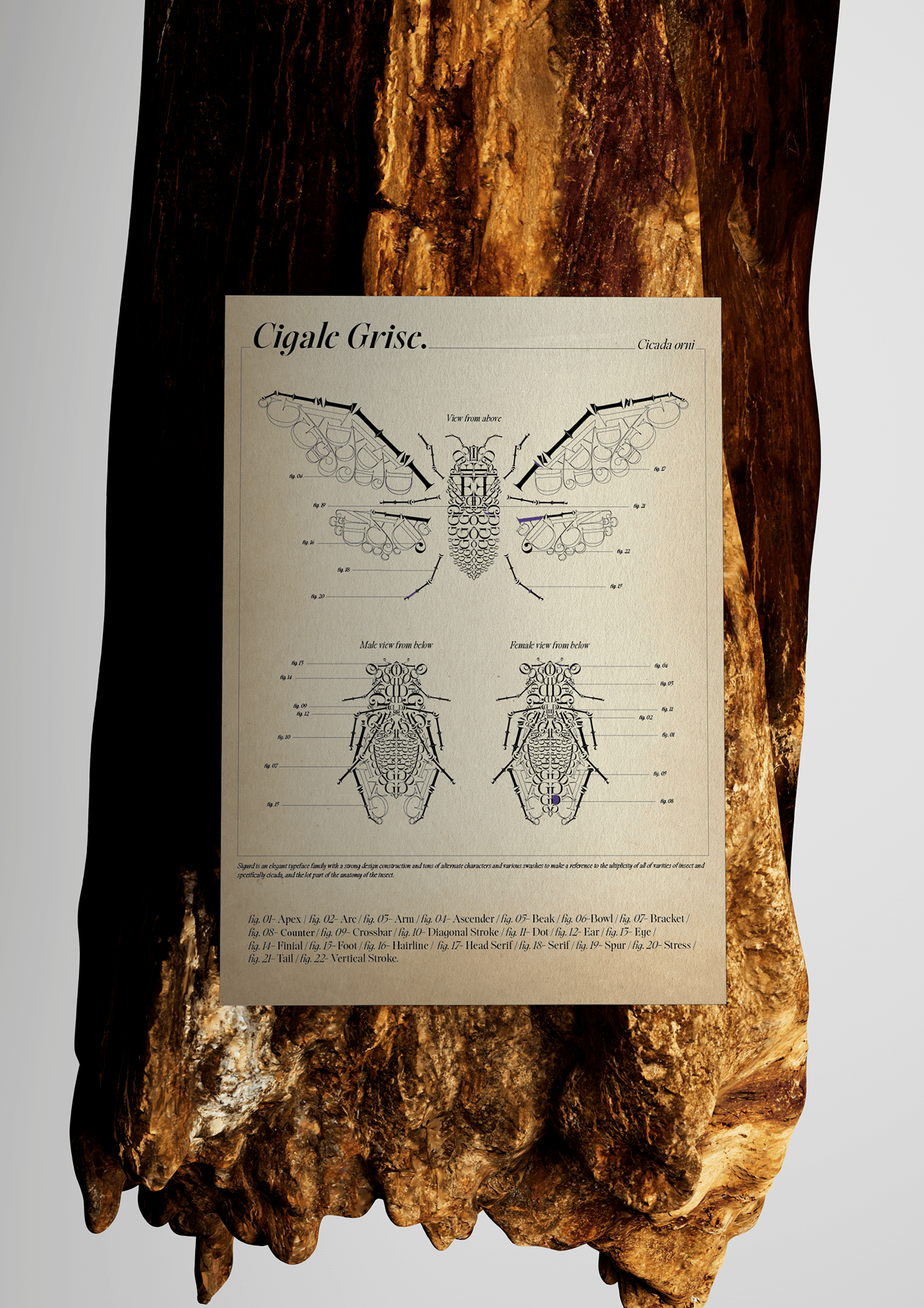 typography   letter insect Nature poster design DATAVISUALIZATION designgraphic designgraphique