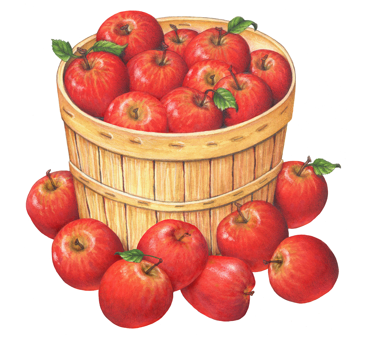 Watercolor illustration of a bushel basket filled with Red Delicious apples.