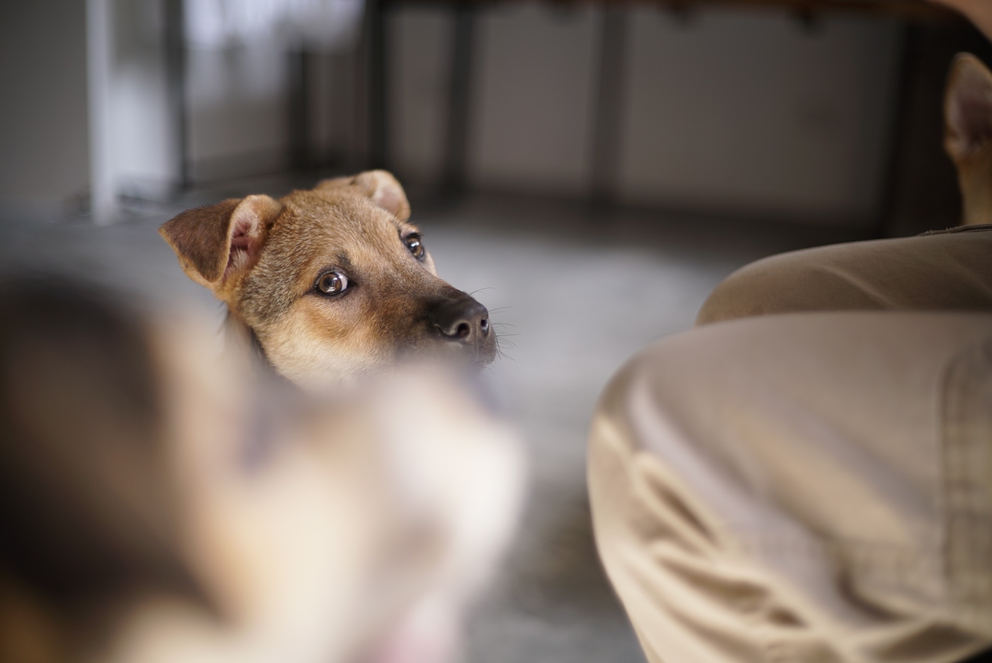 animal shelter volunteer dog Cat adoption Hong Kong stray stray dog