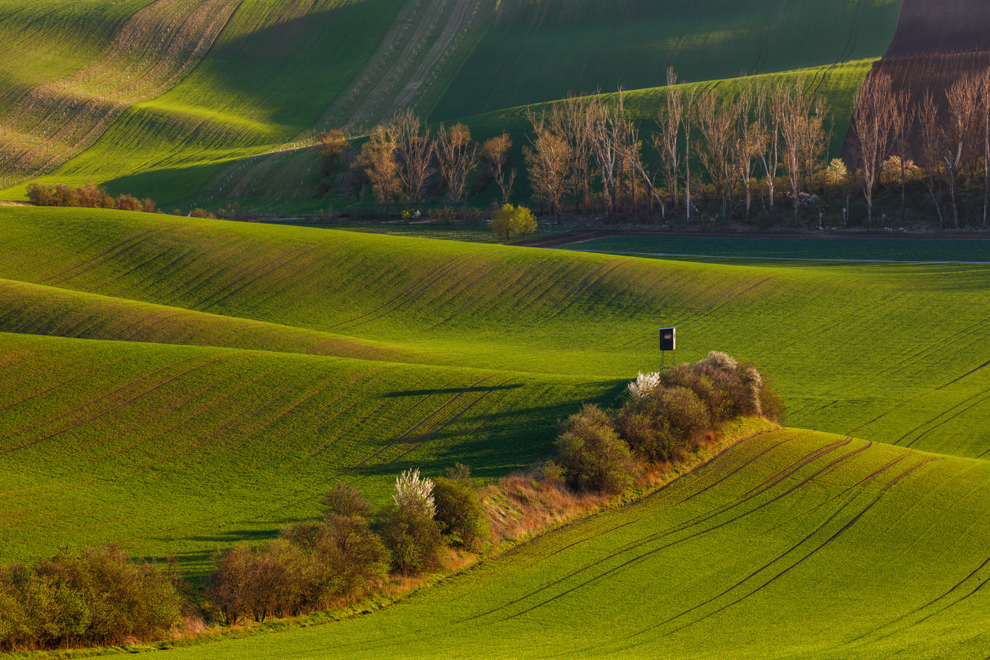 blossom countryside fields Landscape light Nature Photography  South Moravia spring trees