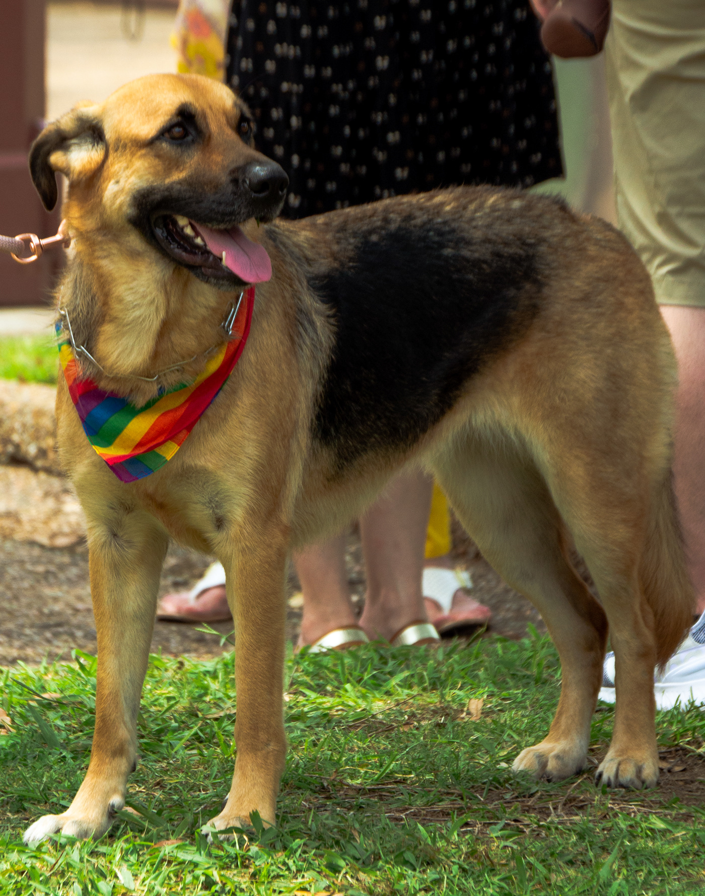 concept art dallas dog festival fine art photography LGBTQ+ Photography  pride puppy rainbow