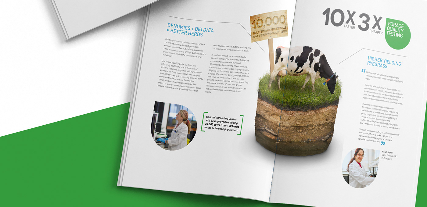infographic report Dairy cow research editorial graphic design  brochure