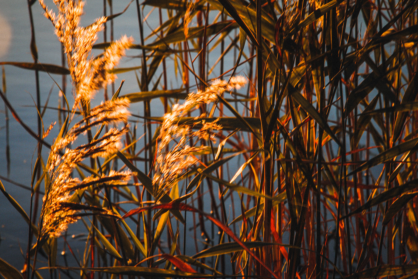 Canon lake lightroom Nature Photography  reeds rye sunset water