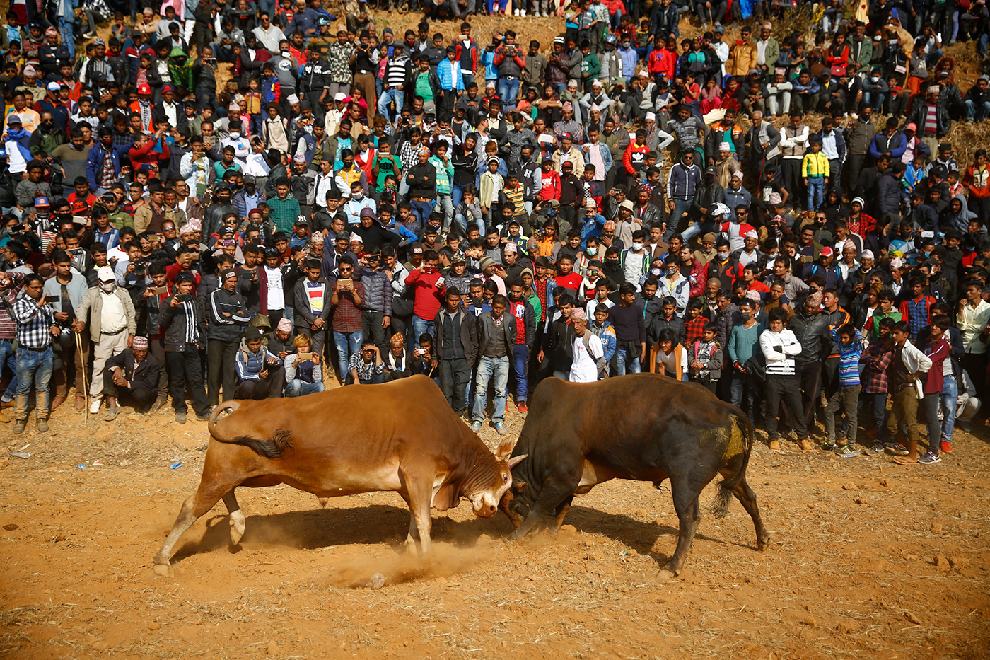 nepal kathmandu Nuwakot village asia maghesankranti festival bullfight molasses culture
