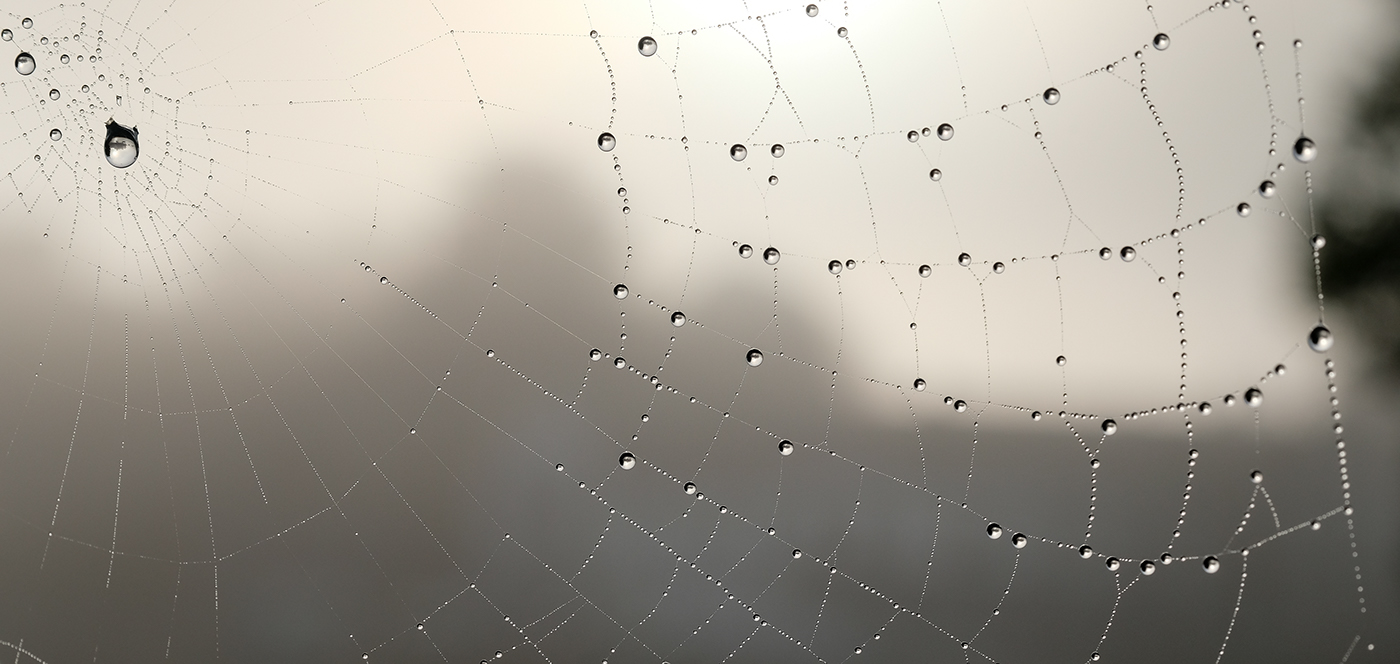 lace spider Web mist brouillard fog araignée toile graphism