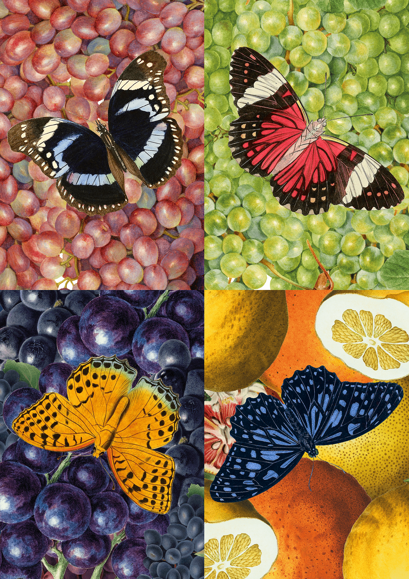 butterflies colorful Fruit ILLUSTRATION  Poster Design vintage Vintage Design
