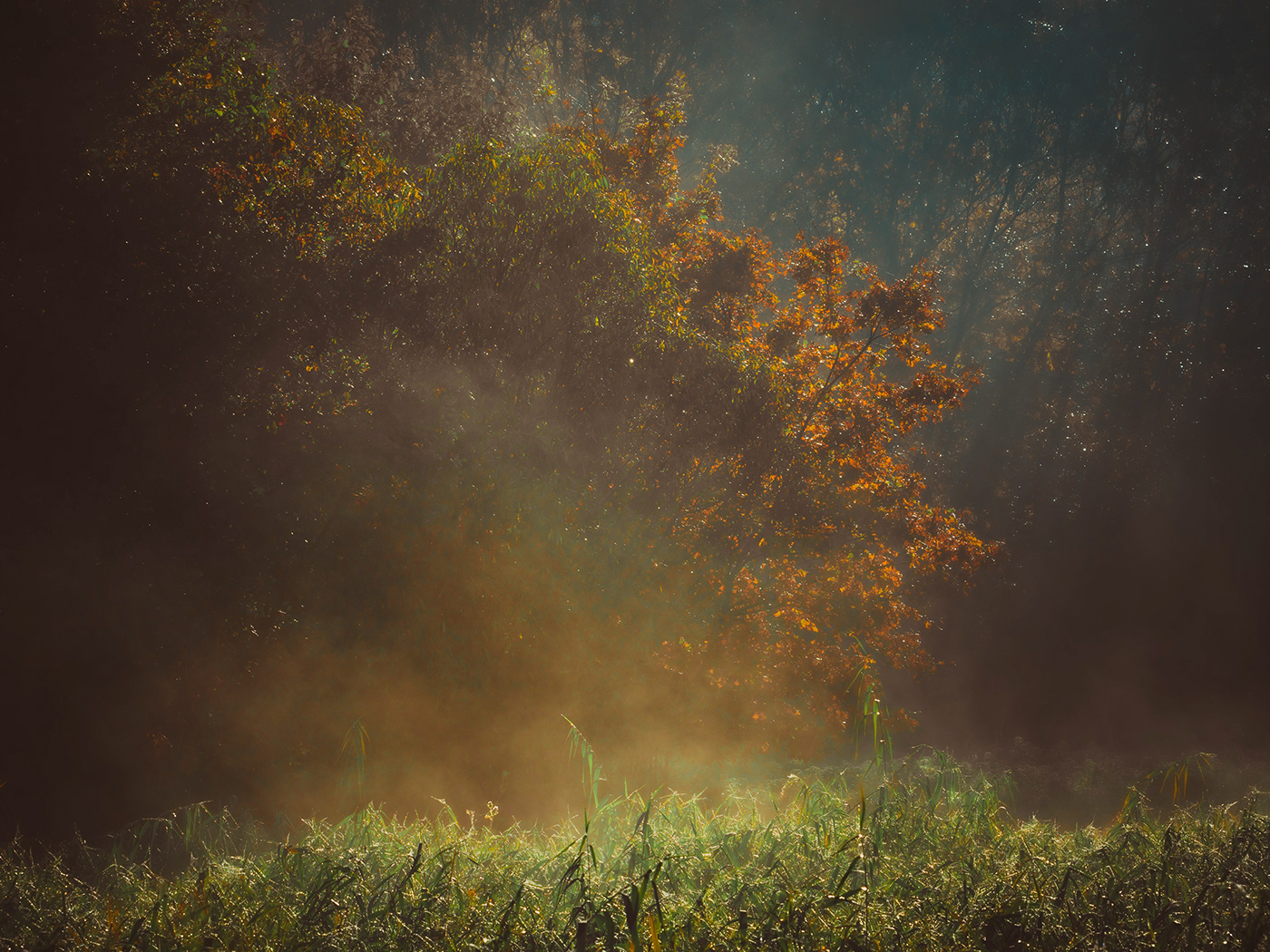 autumn fog light mist ray Sun Tree 