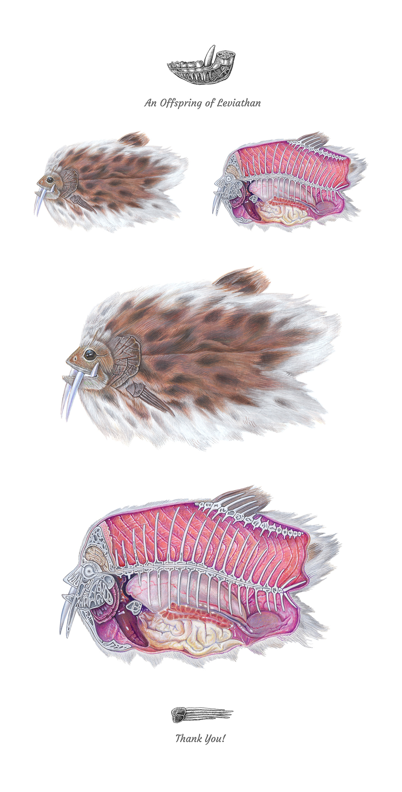painting   ILLUSTRATION  shaggy fish anatomy skeleton scarry acrylic book art