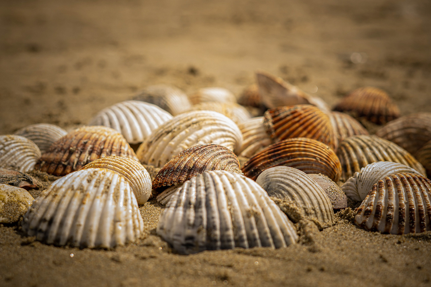 beach Caillou coquillage  mer Nature paysage Photography  plage shellfish Travel