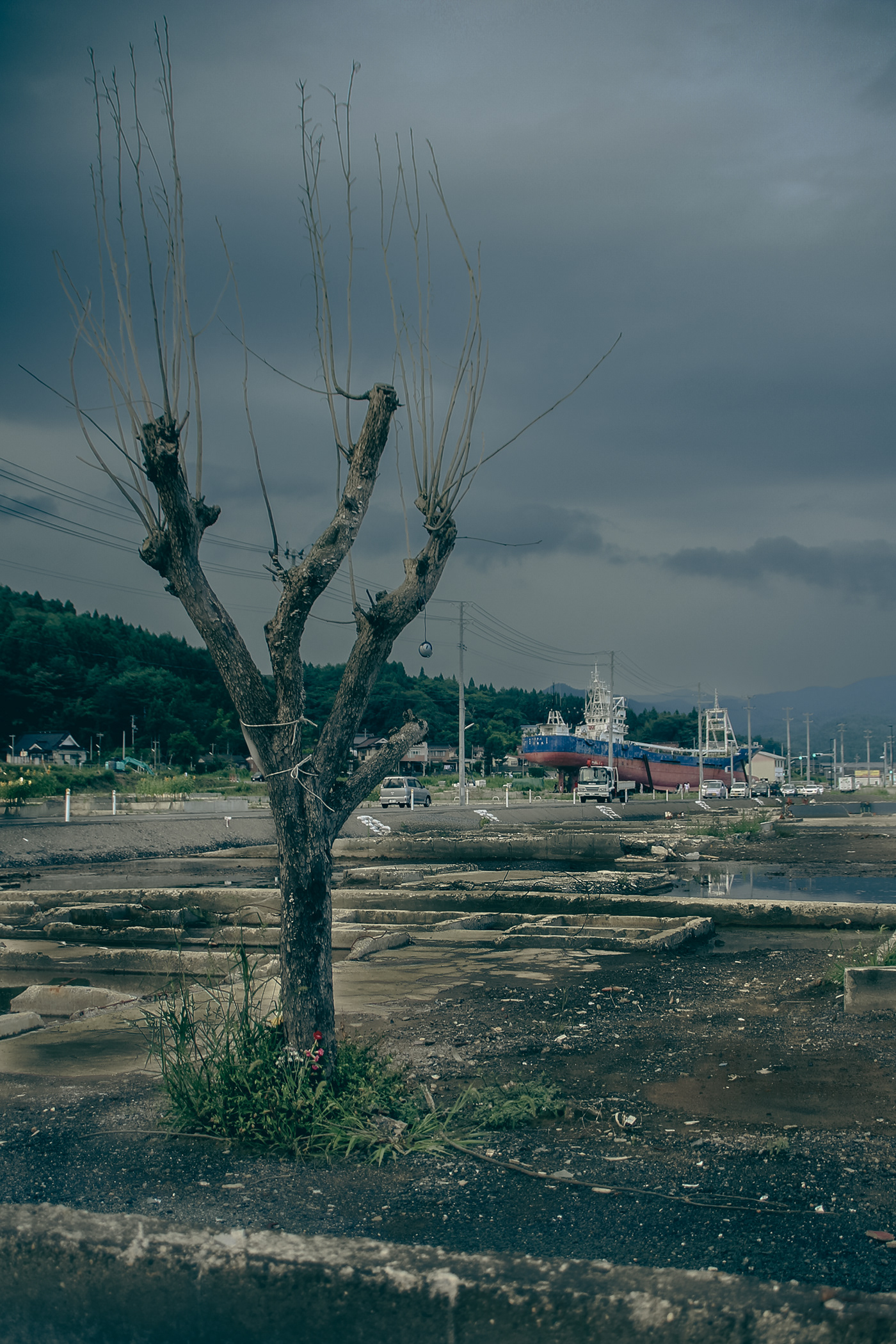 Canon Disaster area disaster recovery flower japan Landscape lightroom photographer Photography  Tohoku