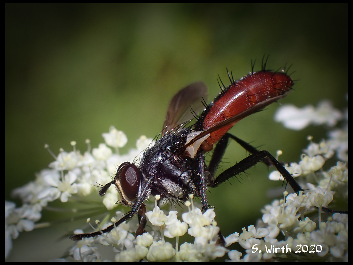 august 2020 berlin Cylindromyia bicolor Fly macro Nature rosenthal Stefan F. Wirth tachinidae