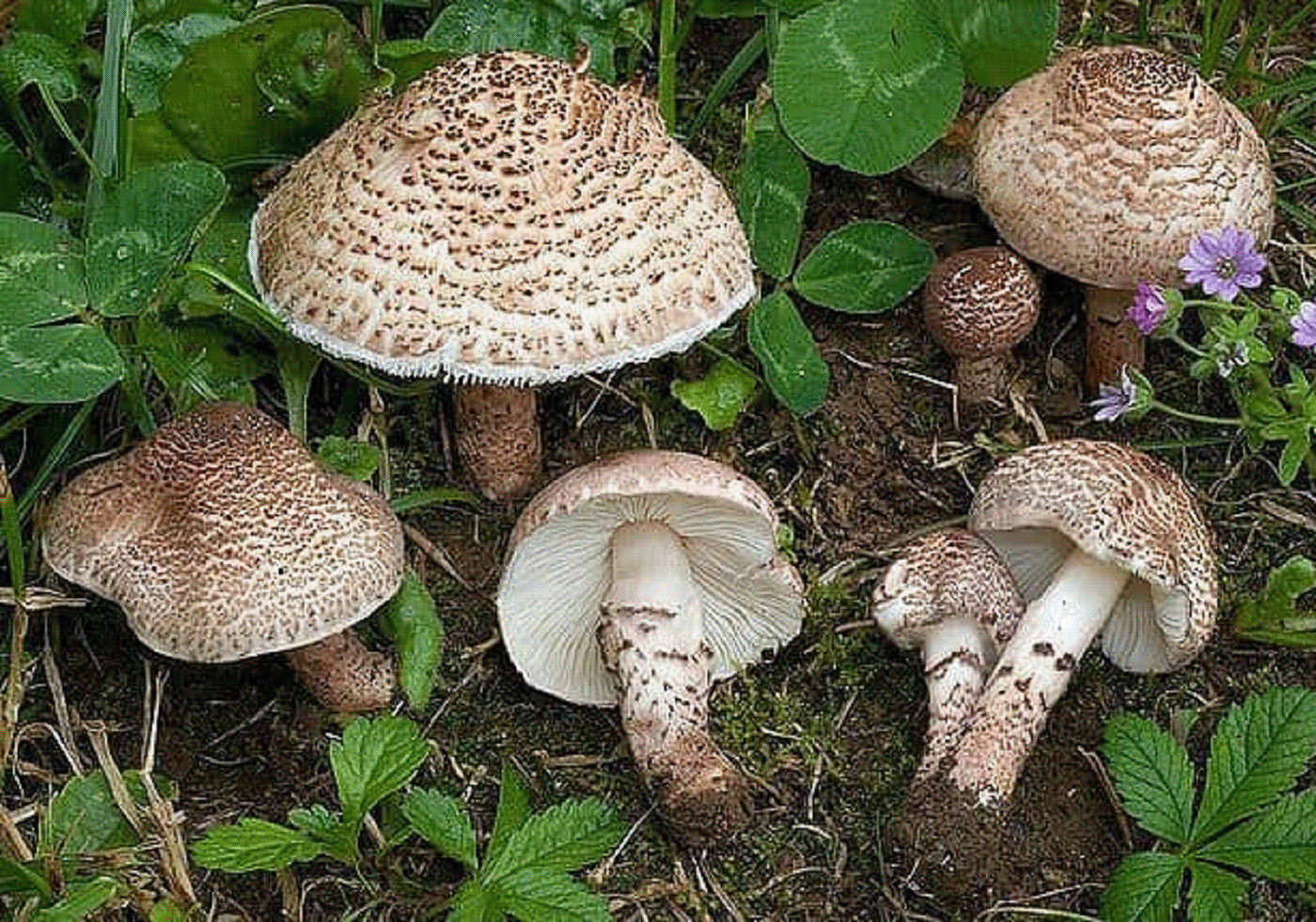Australian Blogs Wild Mushrooms