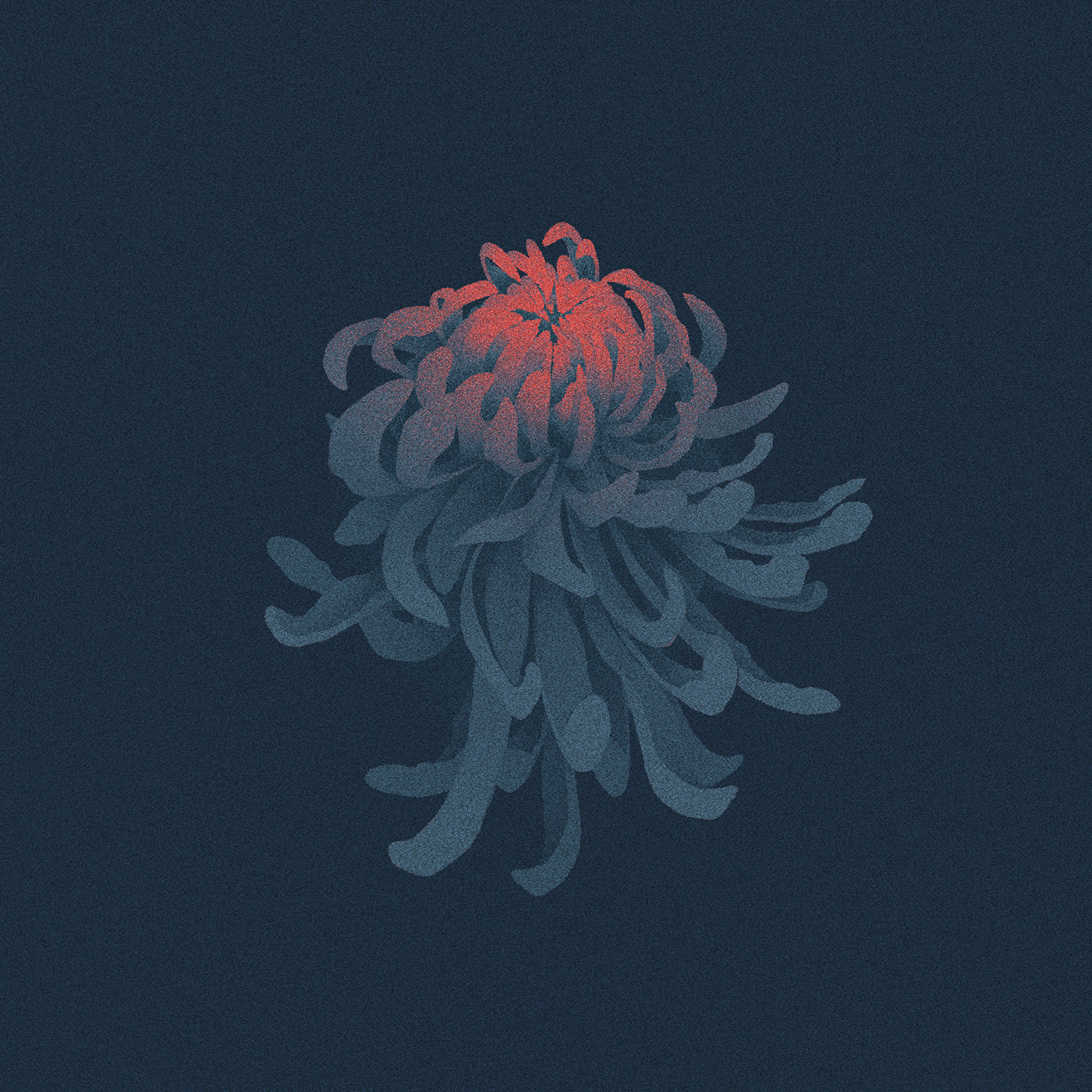 An illustration of a Chrysanthemum.