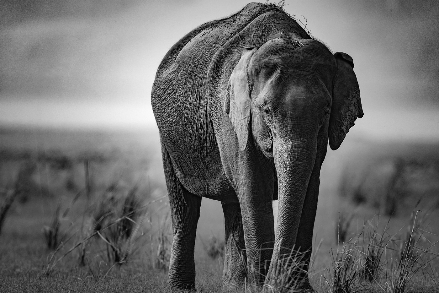 India jignesh minaxi wildlife Photography  fine art Nature blackandwhite