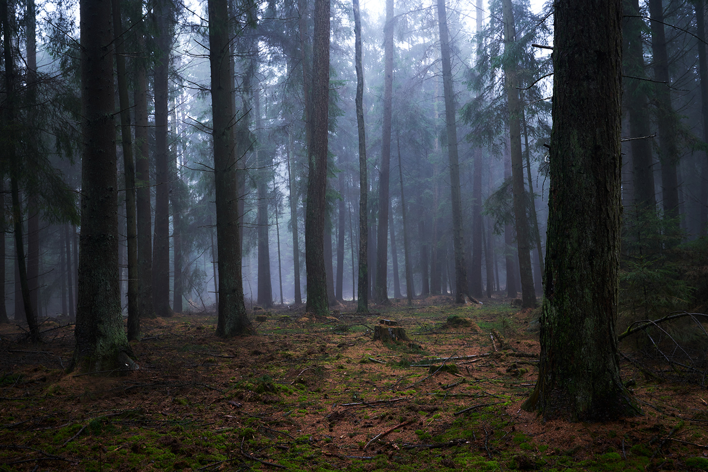 fog forest haze mist Mystic rain sachsenwald Tree  water wood