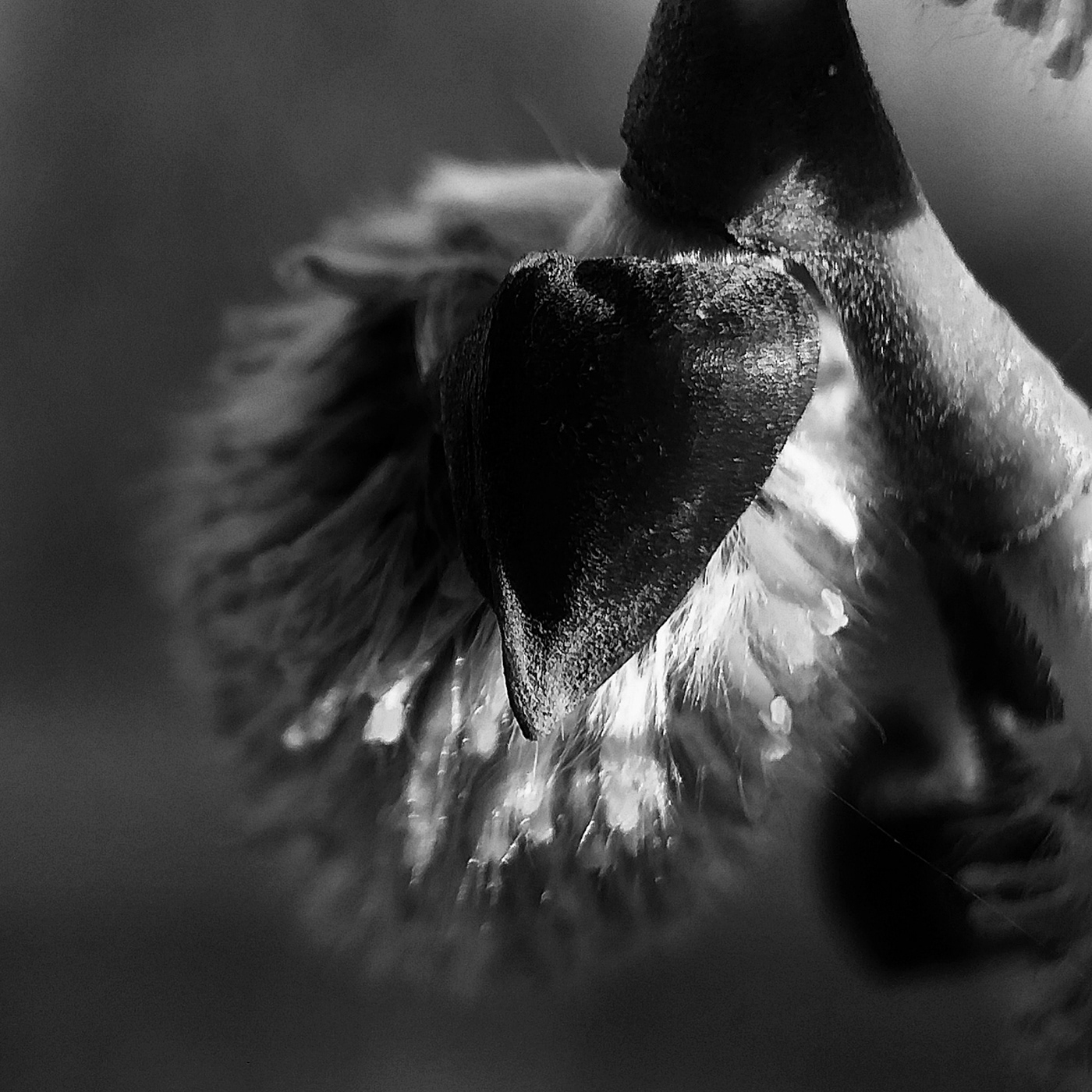 bnw b&w blackandwhite blackwhite photography monochrome Nature plants botanic outdors Photography  strukture texture