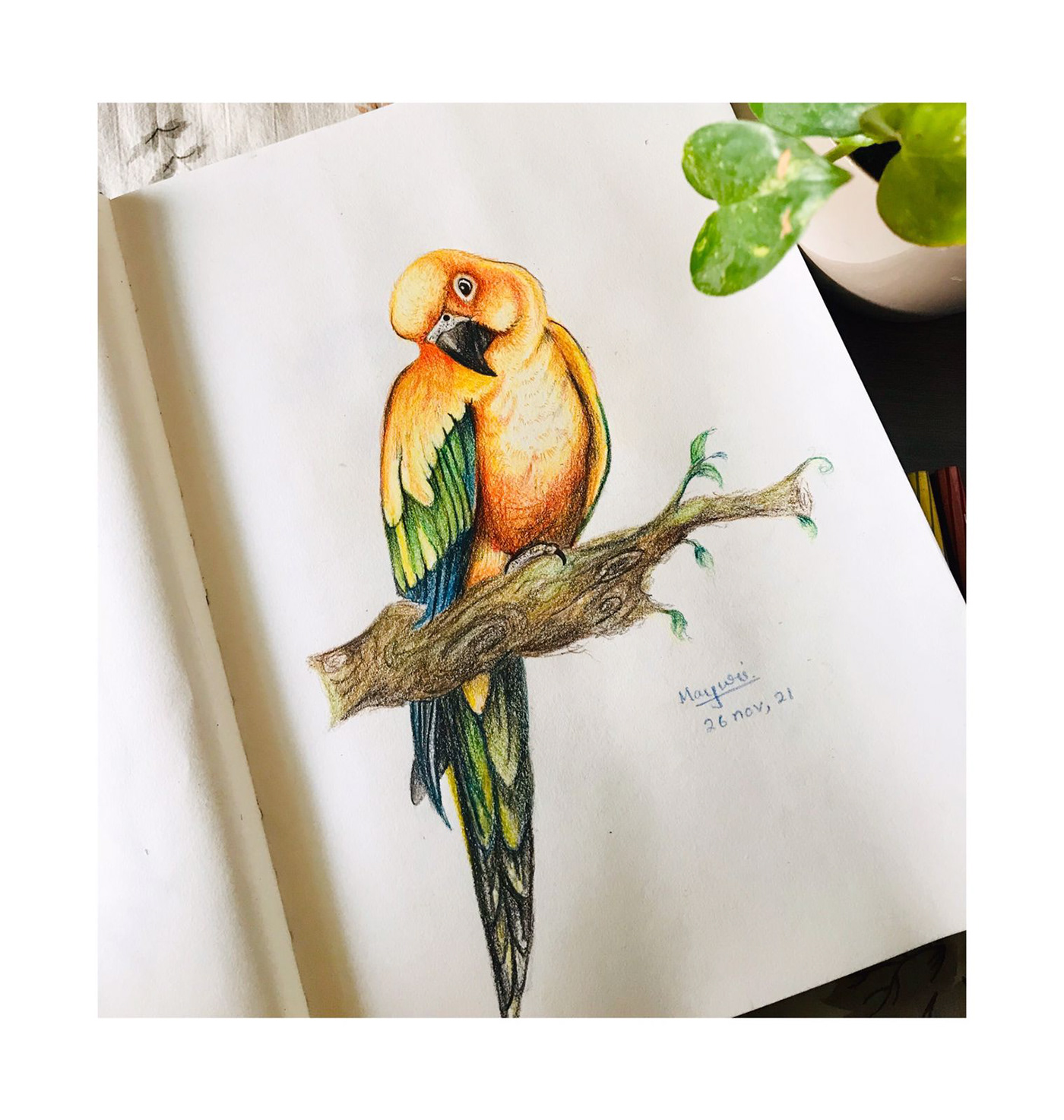 painting   artwork ILLUSTRATION  birds illustration bird Pencil drawing soft pastel watercolor artist