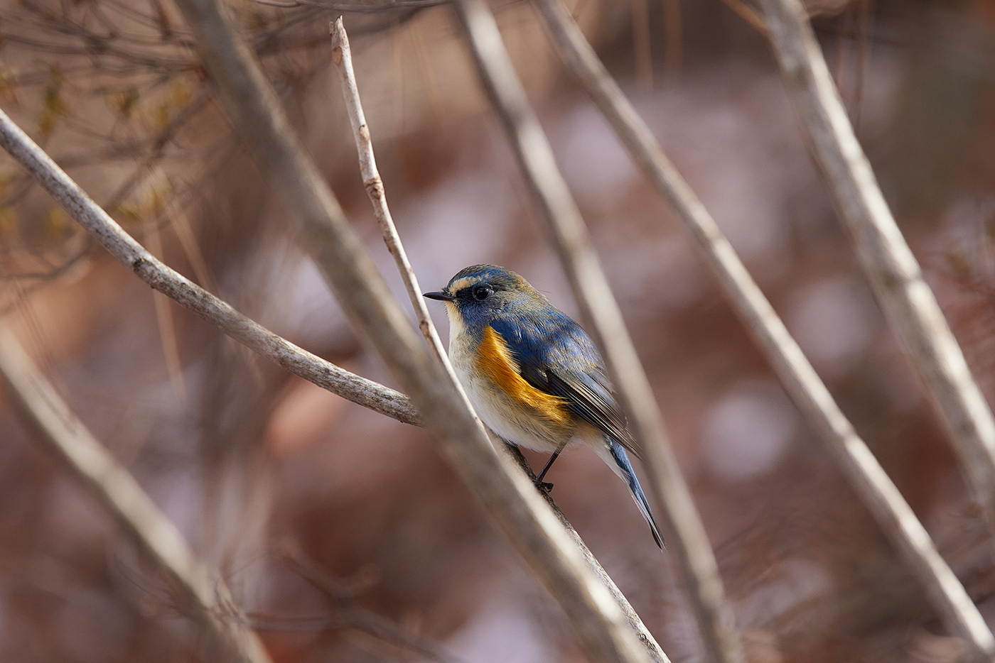 animal beauty bird blue BlueBird forest Landscape Nature Outdoor Photography 