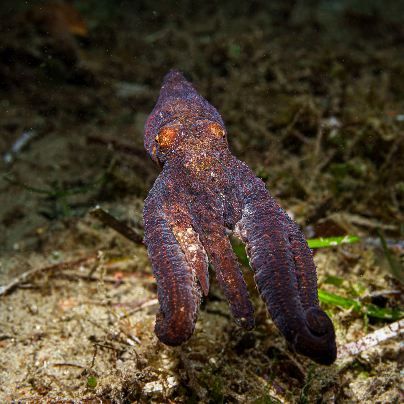 octopus cuttlefish Squid animal Ocean Nature marine invertebrates