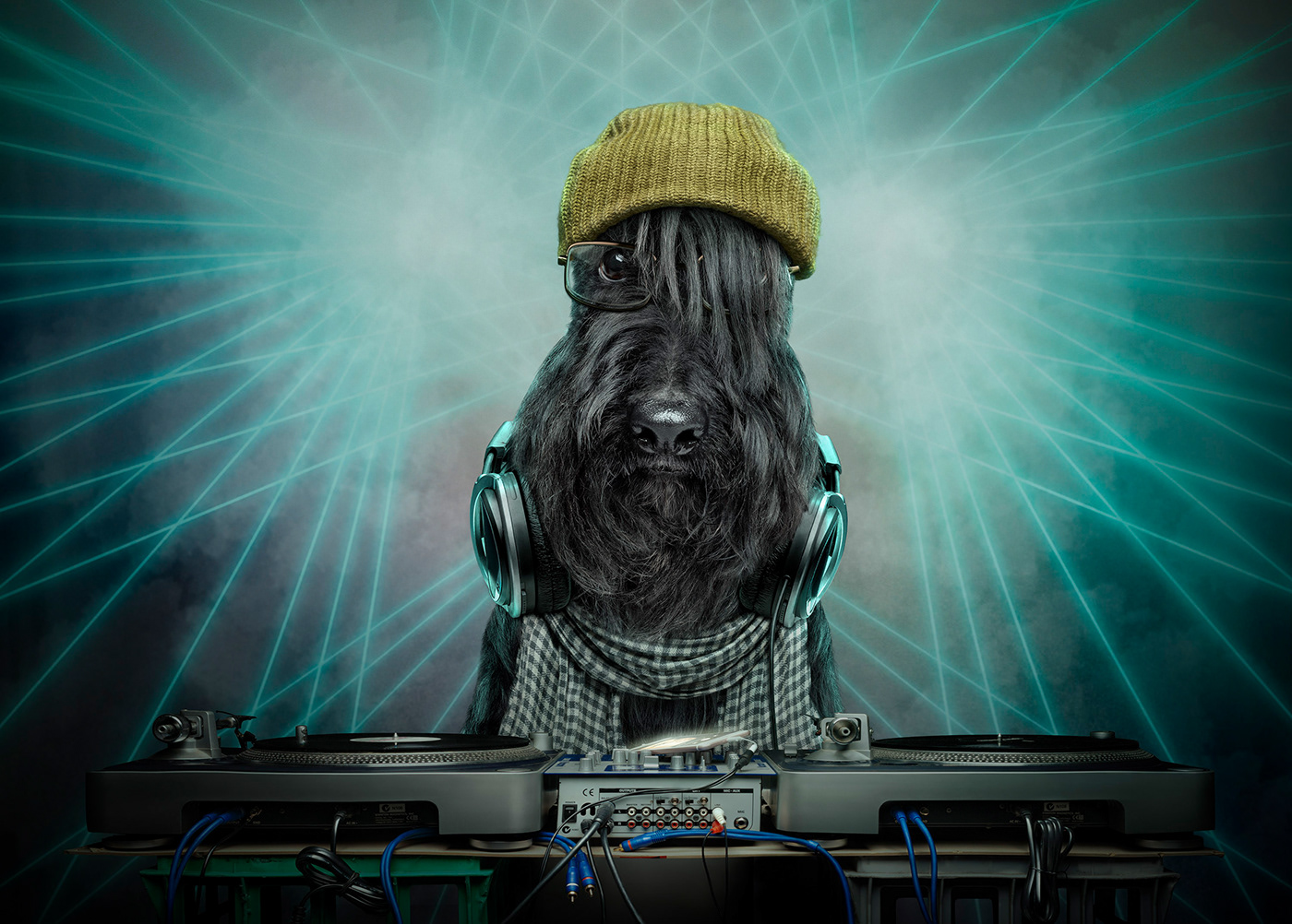 dog cute funny Photography  Composite Nikon