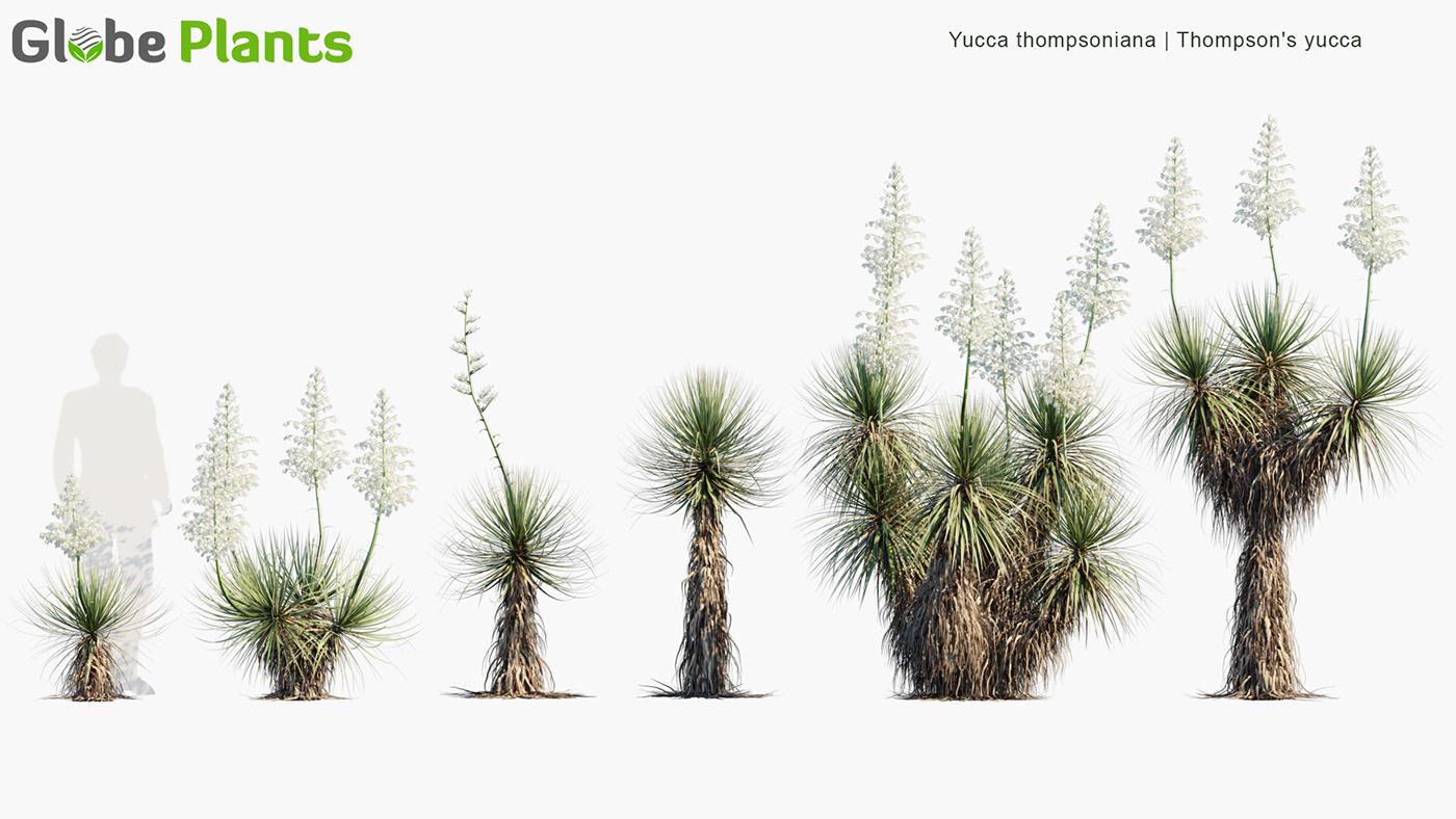 desert globeplants Render visualization
