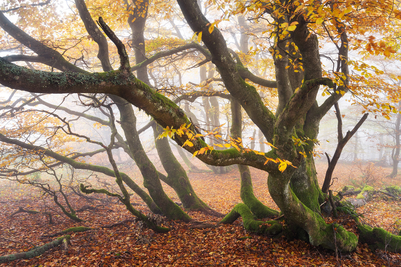 autumn Beech Fall forest Landscape mist mountain Nature Tree  wood