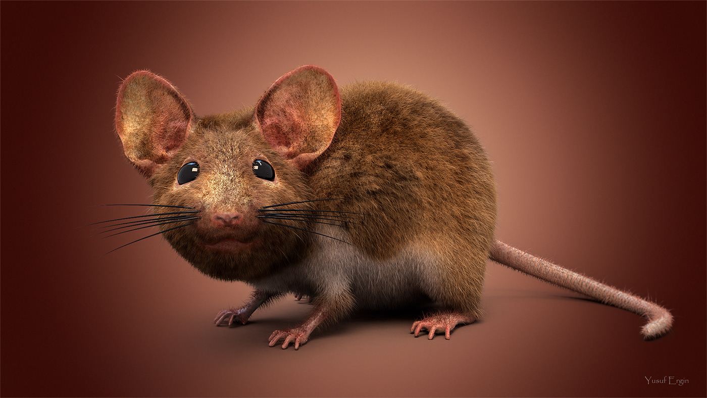 Fur mouse vrayfur 3dsmax substancepainter adobe Character animal hairfur mice