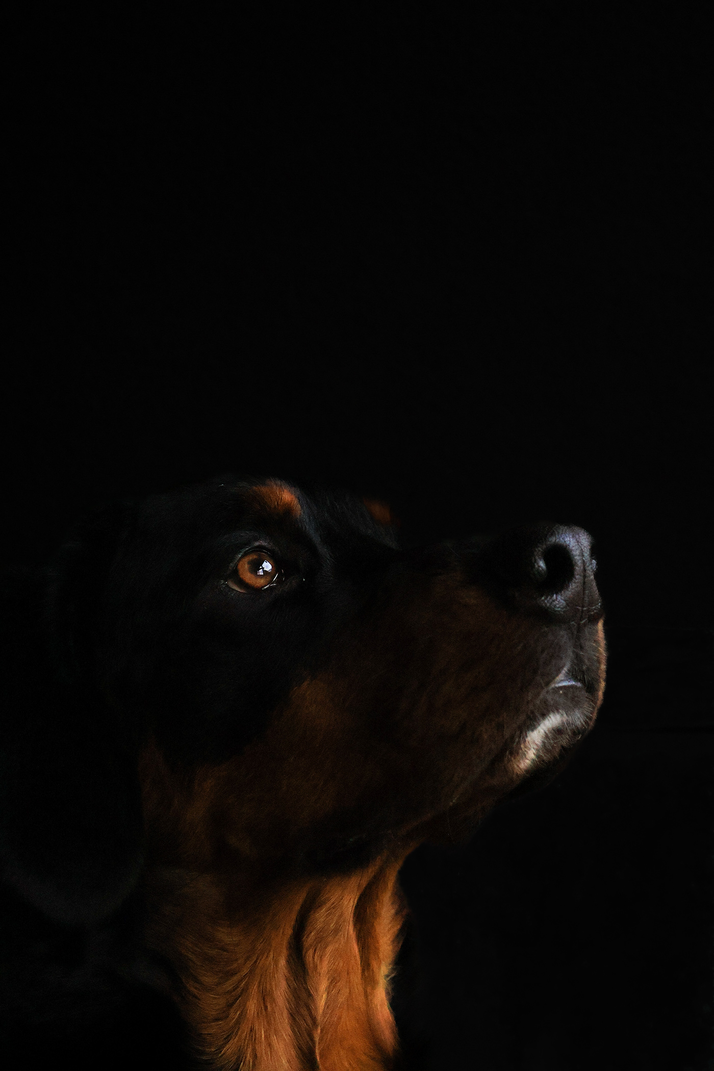 ArtisticPaws CanineSilhouette darkphotography DogExpressions EmotivePets MonochromeMagic moodyportraits petportrait ShadowDog shadowplay