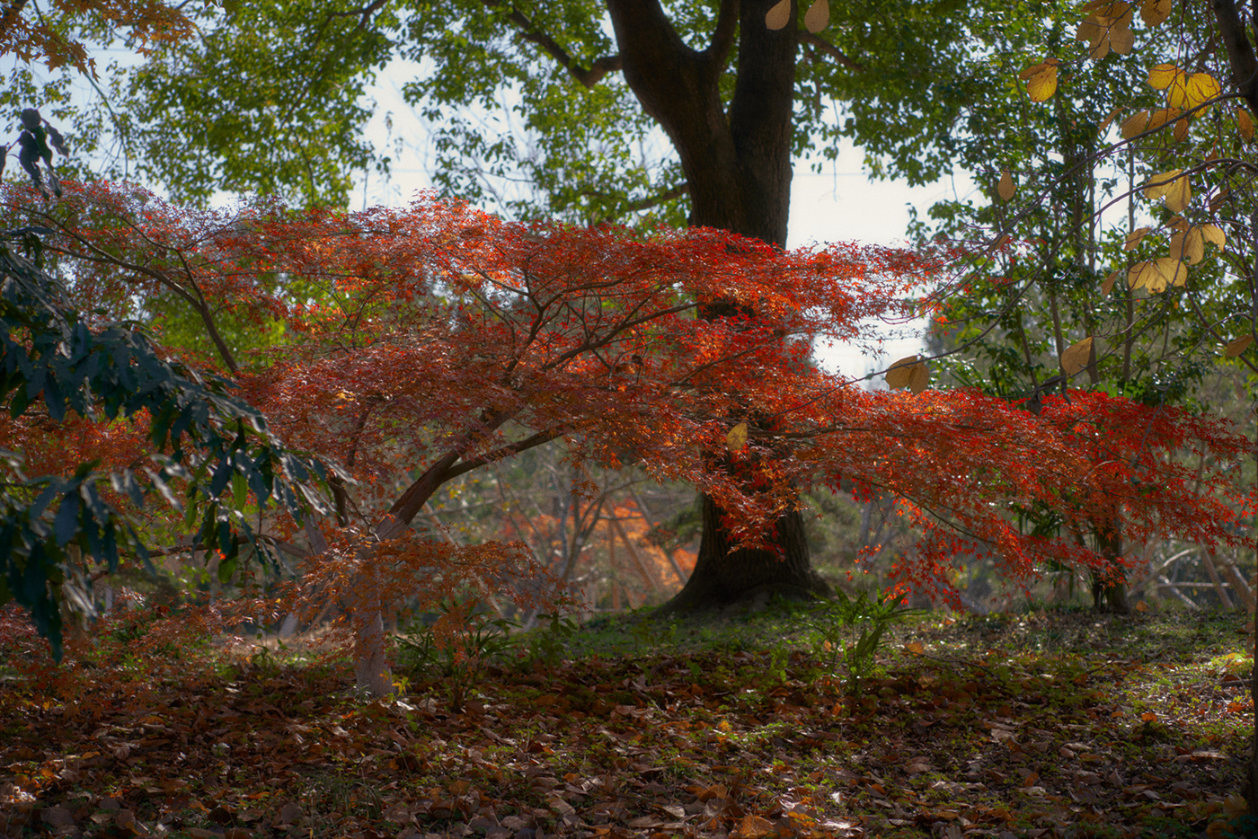 autumn Photography  Nature