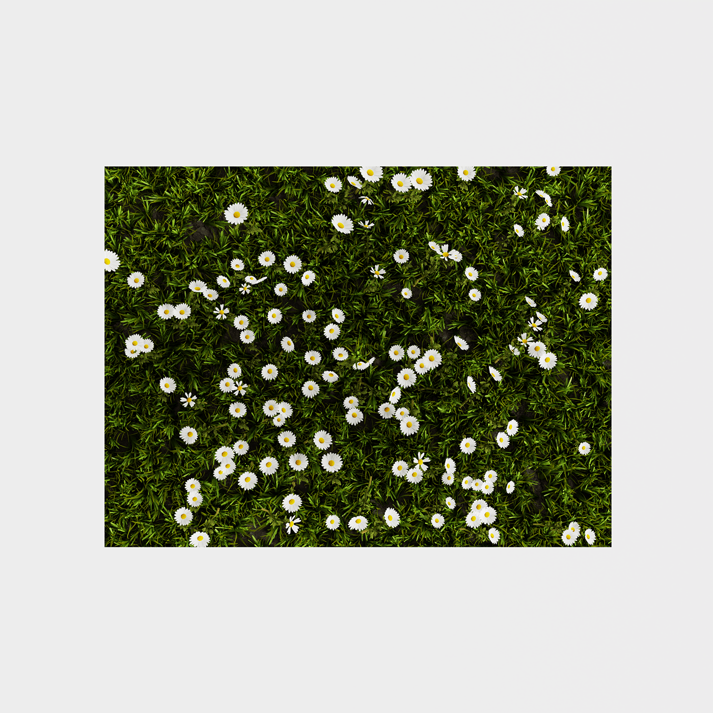 flower Nature meadow field summer grass blender 3D minimal camomile