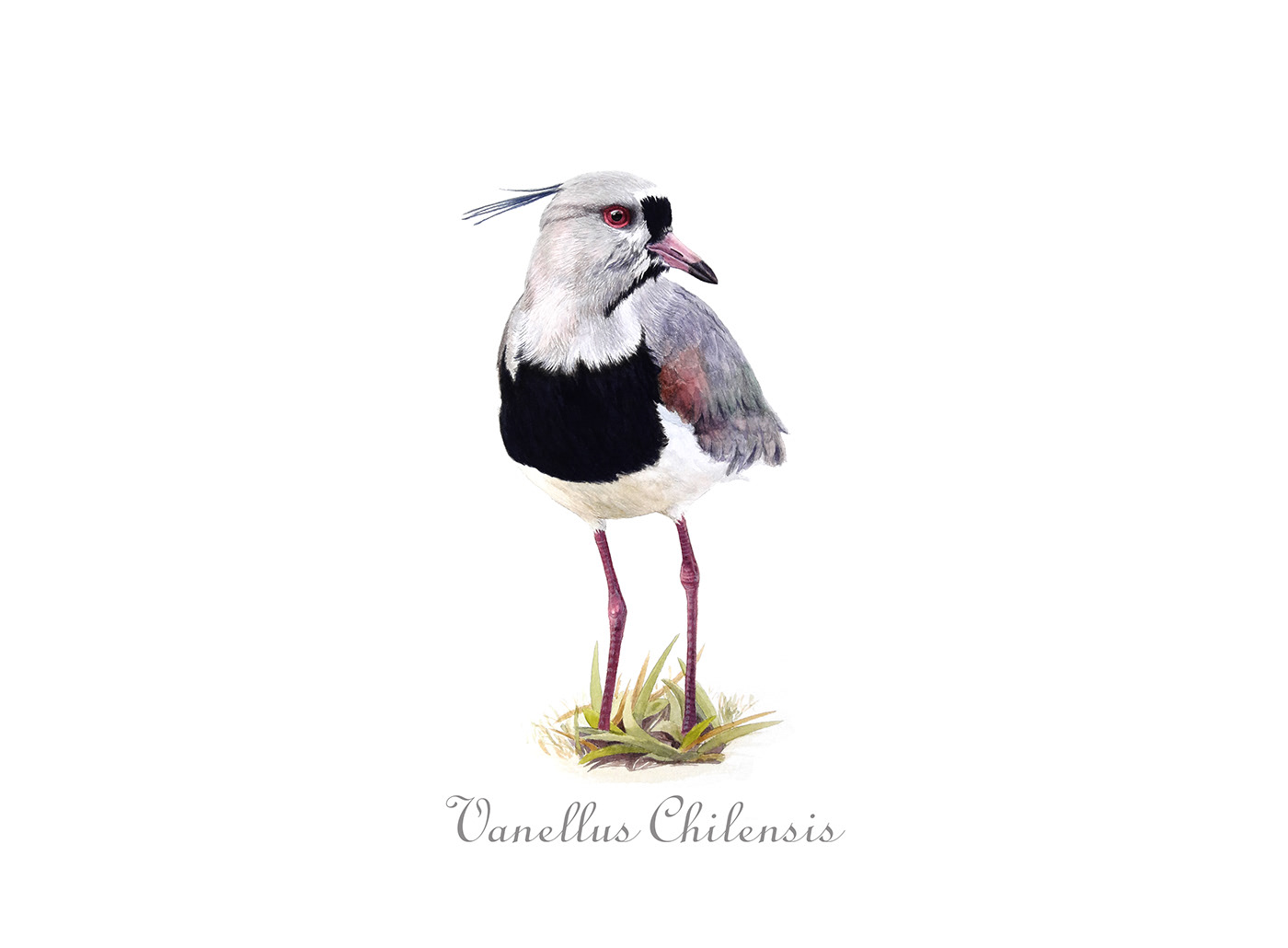 ILLUSTRATION  birds science illustration watercolor colombianbirds art artist Finearts science color