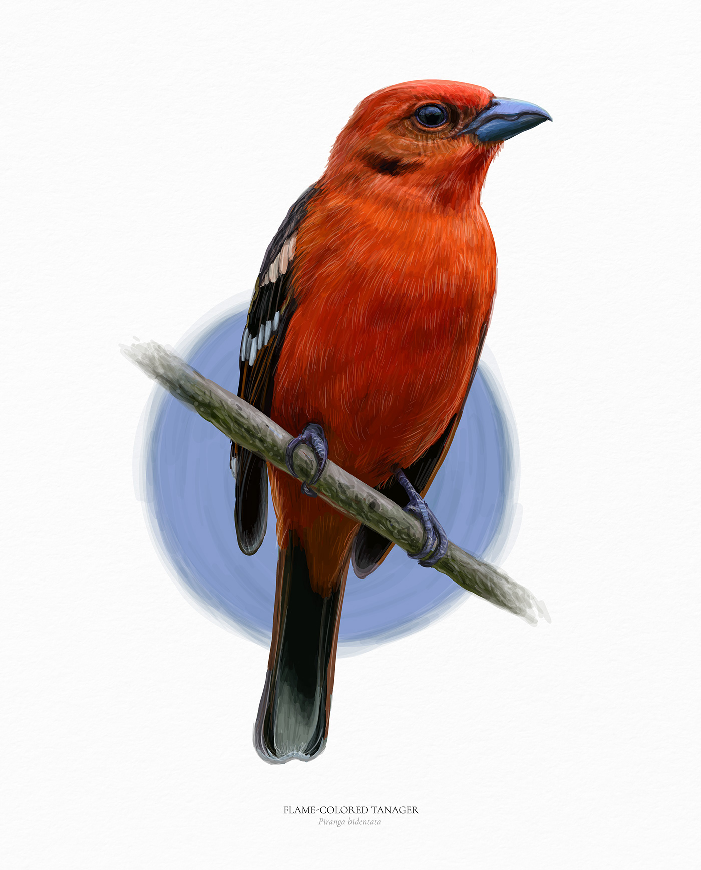 Flame-colored tanager vector hand drawn illustration by Ukranian artist Natalka Dmitrova