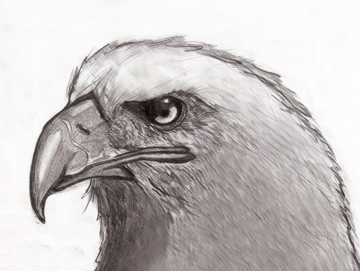 eagle bald animal sketch Draft draw pencil wild Nature birds raptor Fly beak eyes feathers