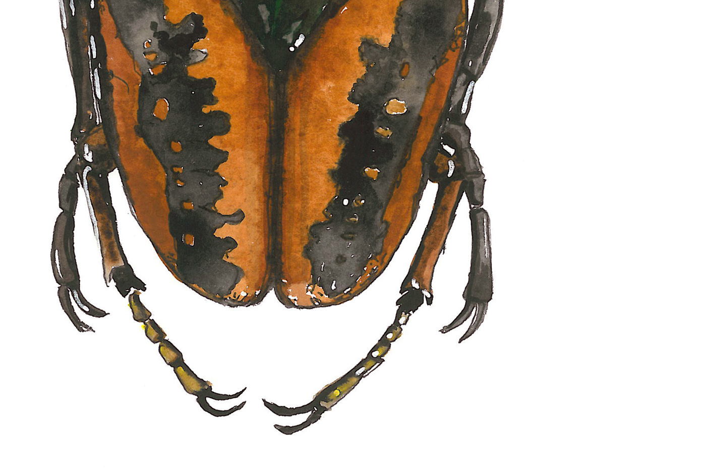 beetles watercolor paper print ILLUSTRATION  detail