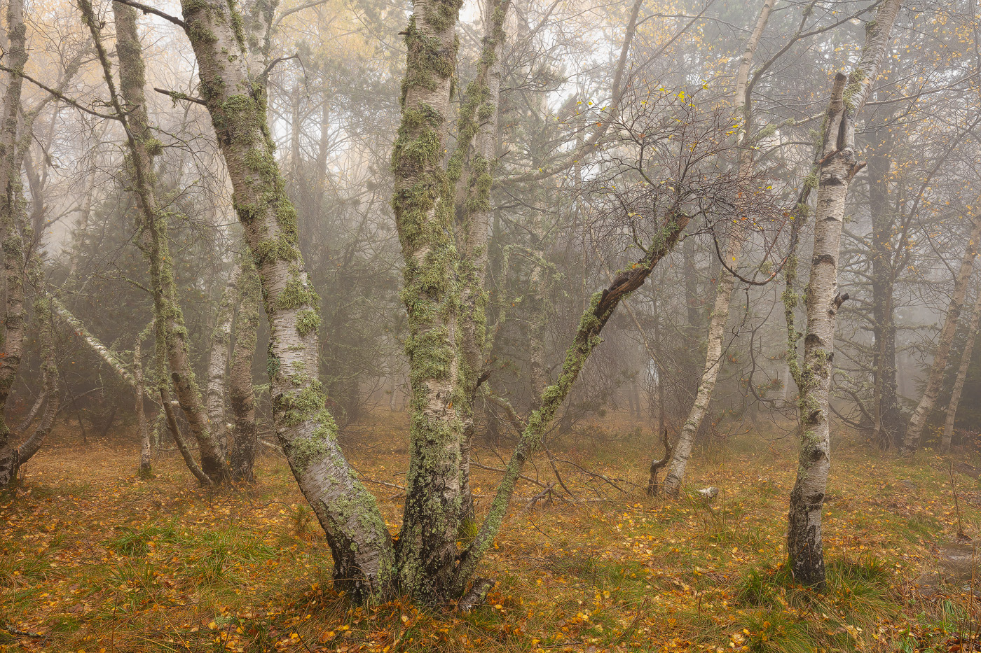 cévennes forest Landscape lozère mist Nature Photography  trees Treescape forêt