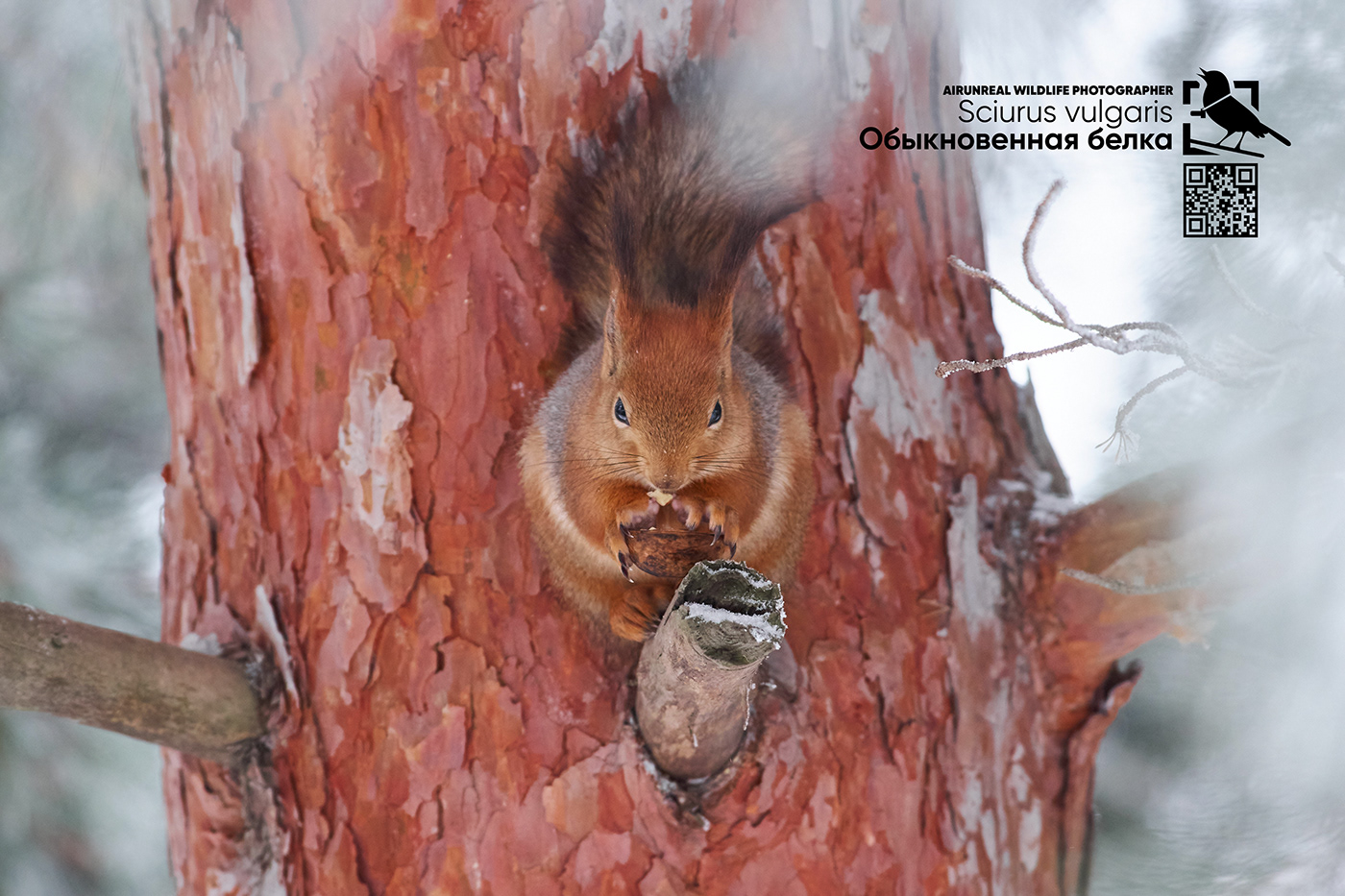 Red Squirrel wildlife mammals volgograd Russia Sciurus vulgaris