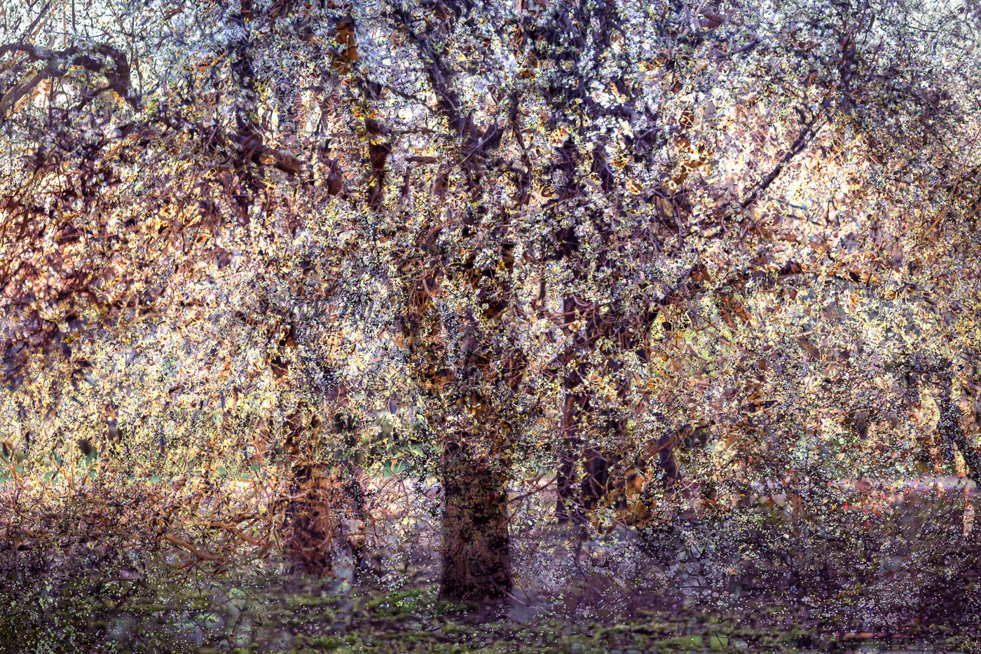 Photography  Nature impressionism ICM abstract contemporary art atmosphere multiple exposure Landscape