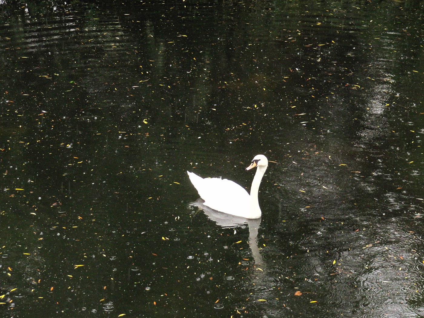 Regent's Park swans ducks Herons squirrel boating lake