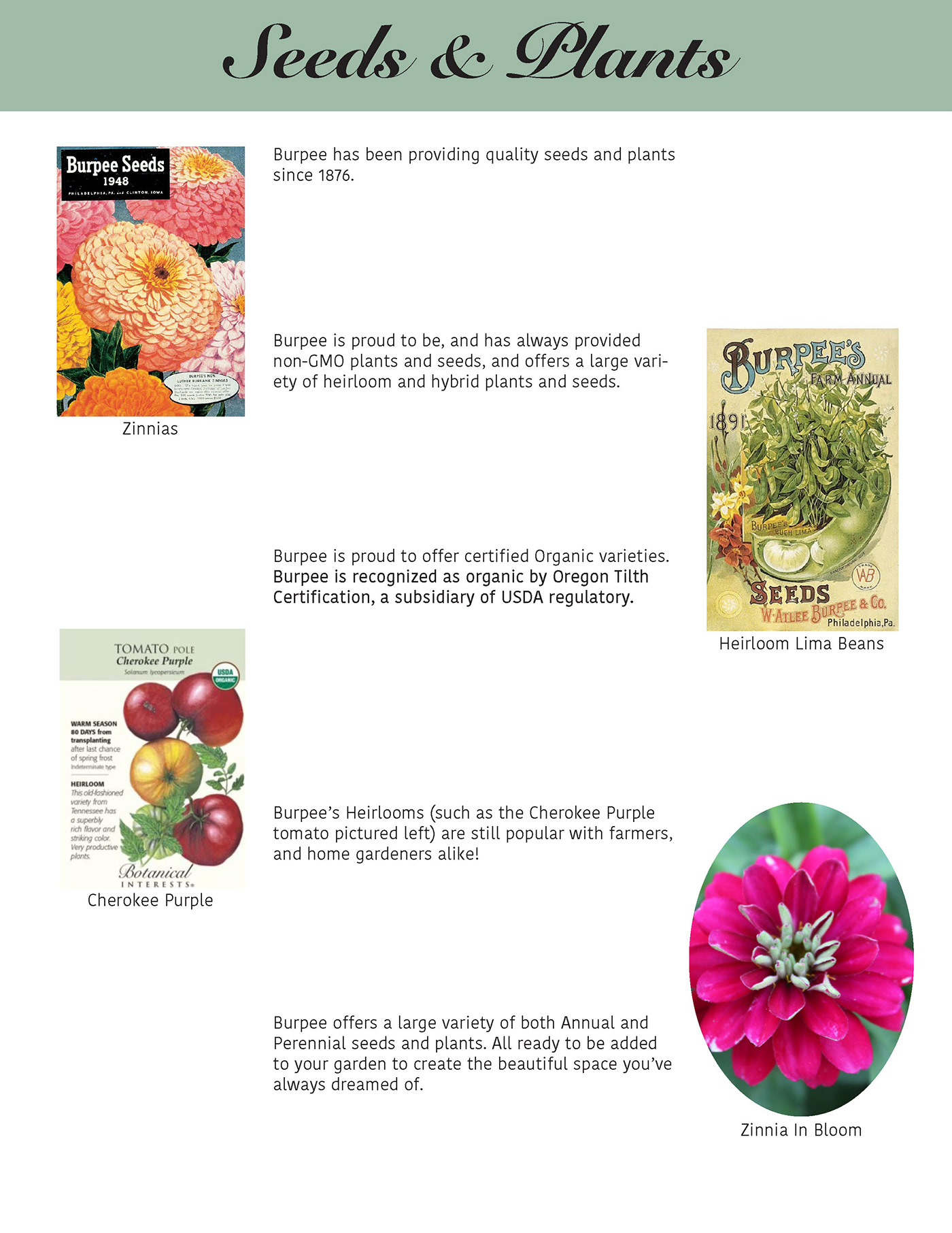 graphic design  design Layout branding  brand marketing   Adobe InDesign flower Photography 