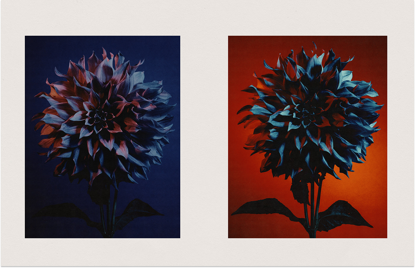 Flowers Nature Photography  Digital Art  artwork Advertising 