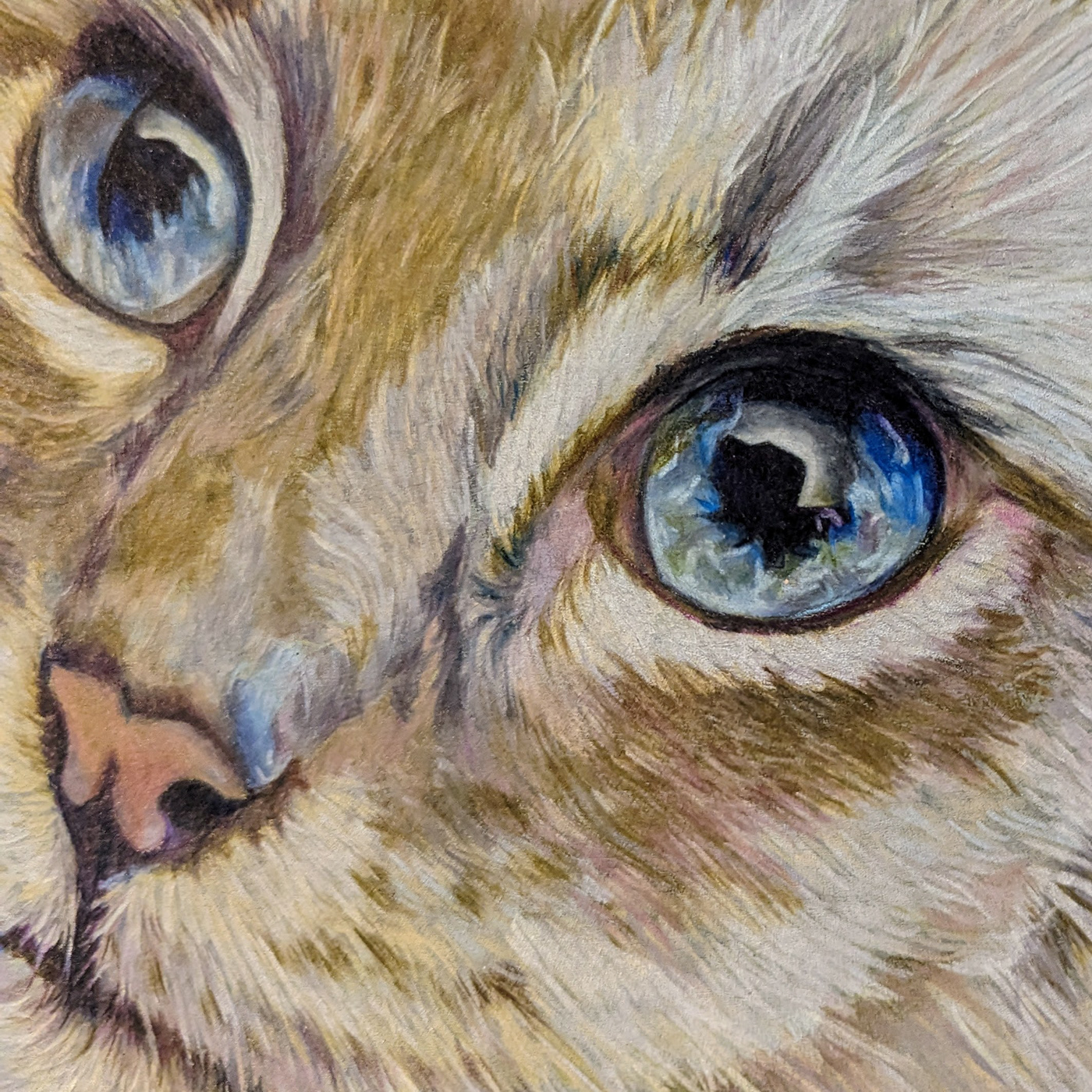 coloredpencil Cat pets cute sparkle eyes traditional portrait Love petportrait